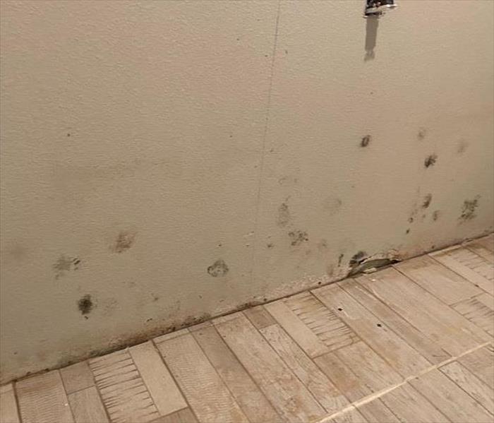 Mold Covering Residential Home Wall