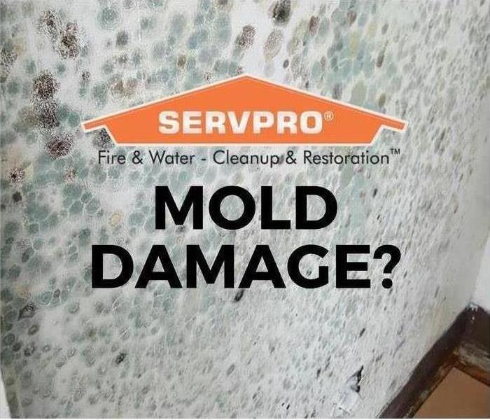 Mold spores photo with SERVPRO® logo