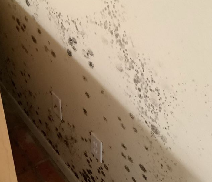 Commercial water loss that was not taken care of and turned into mold on drywall