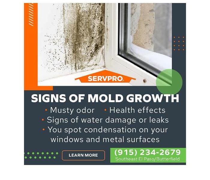 Mold infested window