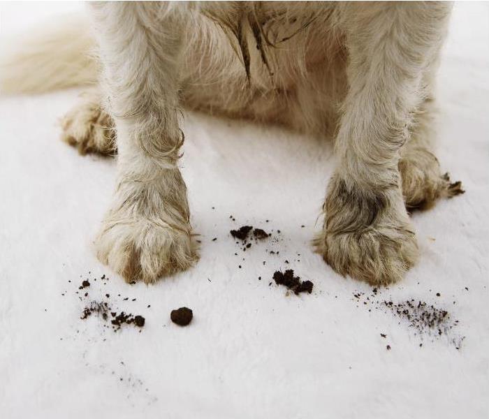 Dirty white dog with dirt on ground near paws