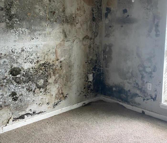 Mold growing in commercial property apartment rental unit